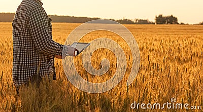 Businessman is on a field of ripe wheat and is holding a Tablet computer. Stock Photo