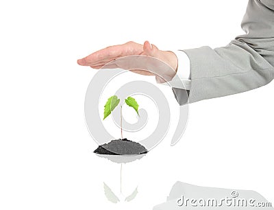 Businessman hand protecting green plant isolated Stock Photo