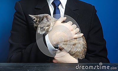 Businessman holds a cat. Bring your pet to work. Relaxation and antistress. Love for animals, cat lover. Boss is also an ordinary Stock Photo