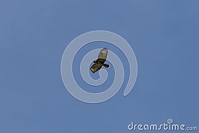 bussard flying on blue sky Stock Photo