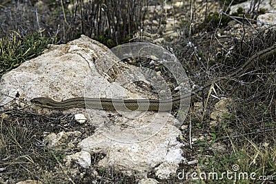 The bustard snake (Zamenis scalaris). Non-venomous snake of the family wrath-snake, subfamily Colubrinae. Stock Photo