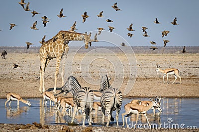 A gathering of african animals at a waterhole Stock Photo