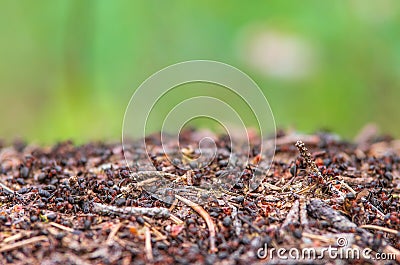 Busy ants on the ants hill Stock Photo