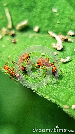The busy ants on the green leaf Stock Photo