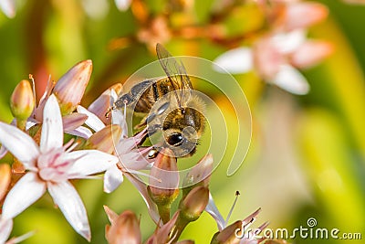 `Busy As a Bee` 2-9 Stock Photo