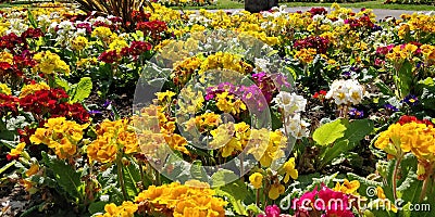 A Cornucopia of Spring and Summer Flowers Stock Photo