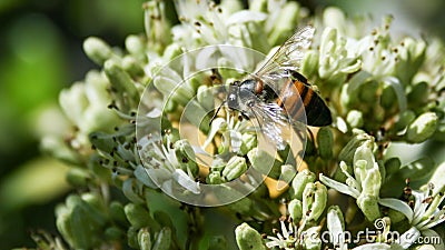 Busy Bee Collecting Nector Stock Photo