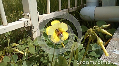 Busy bee collecting pollin Stock Photo