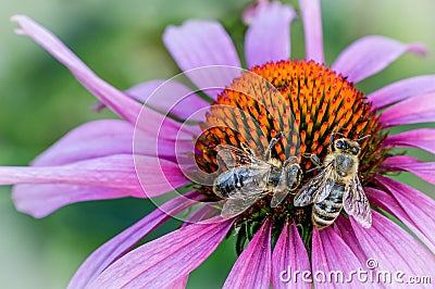 Busy bees Stock Photo