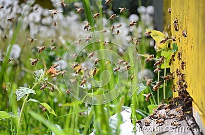 Busy bees returning with honey and pollen in apiary Stock Photo