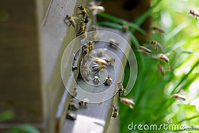 Busy bees at their apiary Stock Photo