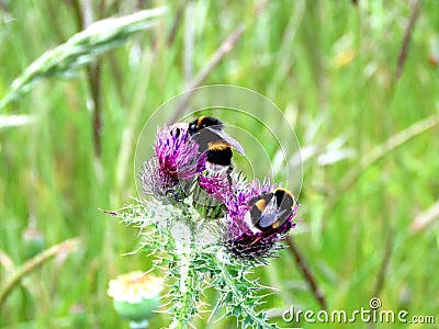 Busy Bees on Thistle Flowers Stock Photo