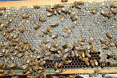 Busy farmed worker bees on honeycomb panel Stock Photo