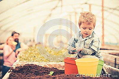 Busy kid filling orange, green and yellow pots with soil. Cute blond boy playing in greenhouse while his parents stand Stock Photo