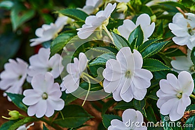 Busy lizzie flower Impatiens walleriana in a garden on Madeira Stock Photo