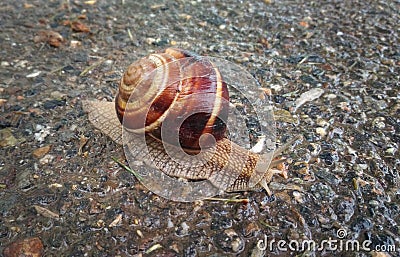 Busy snail Stock Photo