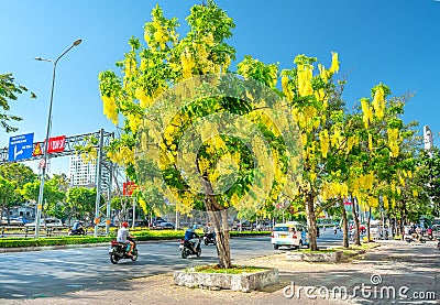 Busy traffic at boulevard with Cassia fistula flower tree blooms planted along roadside Editorial Stock Photo