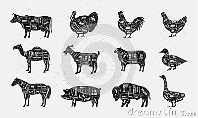 Butcher Meat cuts set. Butcher's posters design. Vector Illustration