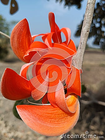 Butea monosperma flower buds group or palash flowers Stock Photo