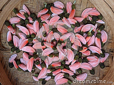 Butea monosperma flower buds group or palash flowers Stock Photo