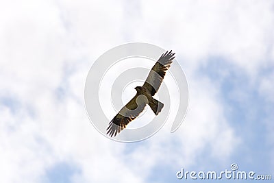 Booted Eagle (Hieraaetus pennatus, Aquila pennata) Stock Photo
