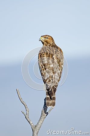 Buteo lineatus, Red Shouldered Hawk Stock Photo