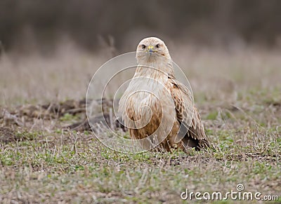 Buteo rufinus Stock Photo