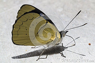 Buterfly Stock Photo