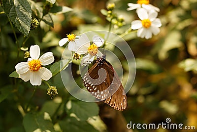 Butterfly with brown wings sits on a white flower, in Thailand Stock Photo