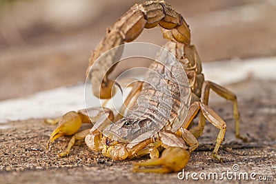 Buthus scorpion Stock Photo