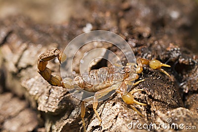 buthus scorpion Stock Photo