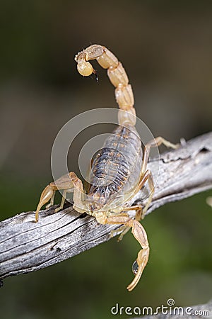 Buthus scorpion (scorpio occitanus) Stock Photo