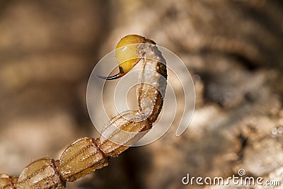 Buthus scorpion sting tail Stock Photo
