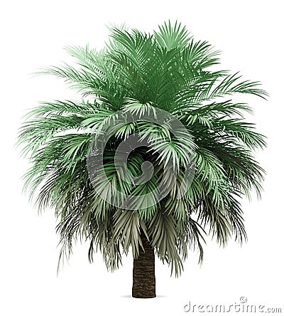 Butia palm tree isolated on white Stock Photo