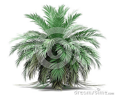 Butia palm tree isolated on white Stock Photo