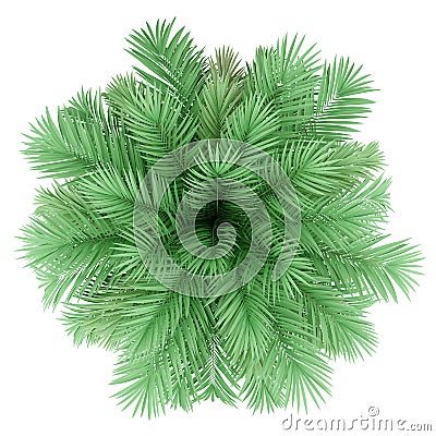 Butia palm tree isolated on white. top view Stock Photo