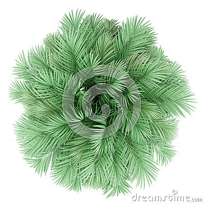 Butia palm tree isolated on white. top view Stock Photo