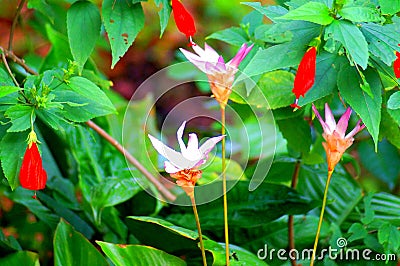 beautiful natural pictures of flowers Stock Photo