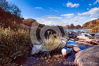 Butomus umbellatus bush in water of Southern Bug river on sunny summer midday with deep blue sky, blue water surface, nature photo Stock Photo