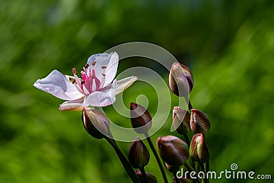 Butomus umbellatus, Flowering Rush. Wild plant shot in summer Stock Photo