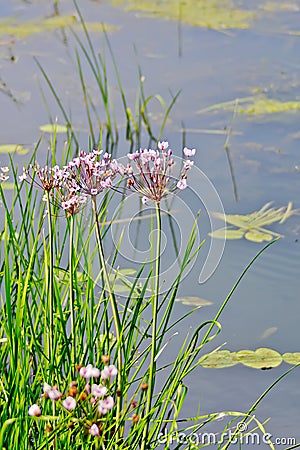 Butomus umbellatus Stock Photo