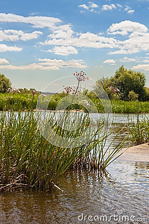 Butomus umbellatus flowers on a background of water and grass Stock Photo