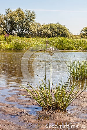 Butomus umbellatus flowers on a background of water and grass Stock Photo