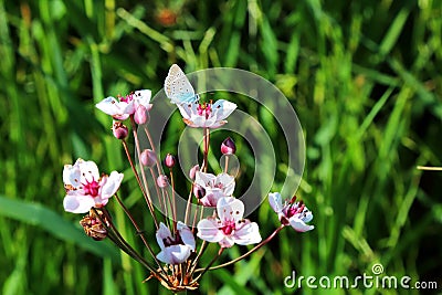 Butomus umbellatus is an umbellate flowering plant growing on th Stock Photo