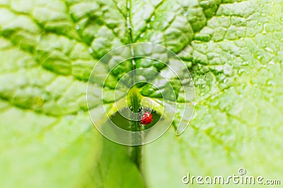 The butt of a ladybug sticks out of a plant. Macro life of insects Stock Photo