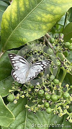 Buttefly taking their food from a green berry by Nature Nuts Stock Photo