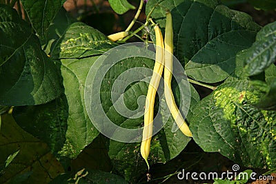 Butter beans Stock Photo