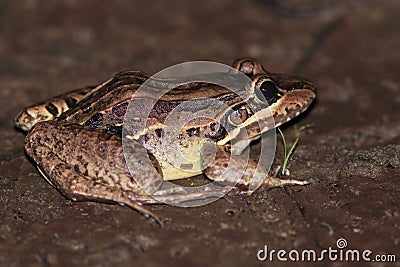 Butter frog Leptodactylus latrans isolated on land at night Stock Photo