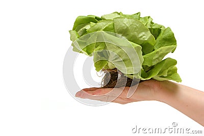 Butter lettuce Stock Photo