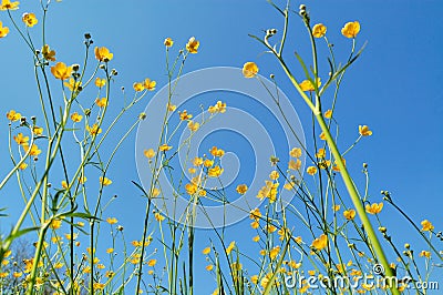 Buttercup Stock Photo